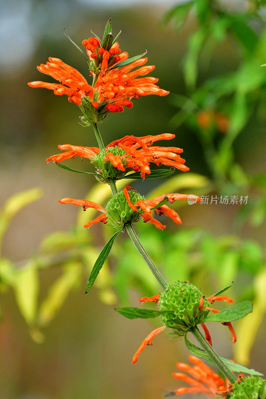 Leonotis Leonurus /狮子的尾巴:耀眼的橙色花朵